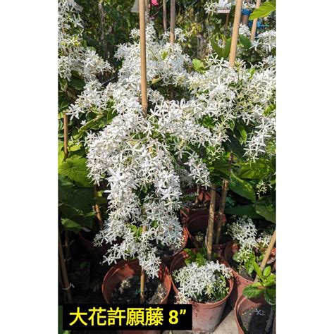 許願藤風水|【植物風水】家裡千萬千萬不能養的六種花，再好看也不能養，快。